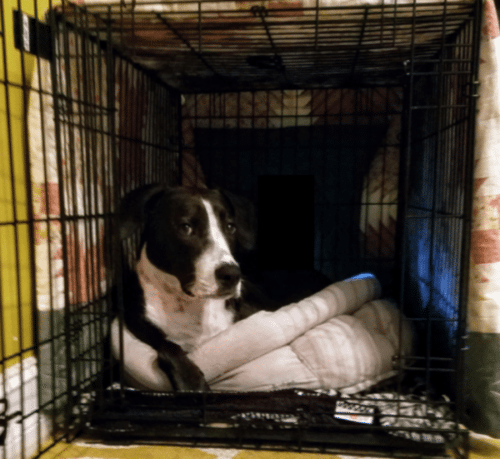 Benefits and Tips for Crate Training Your Dog